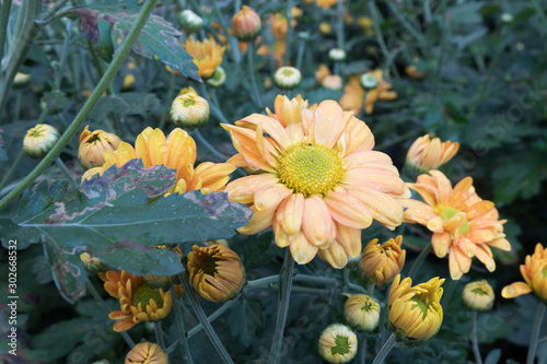 Chrysanthemum indicum is a flowering plant commonly called Indian chrysanthemum. Intentionally shot to not focus