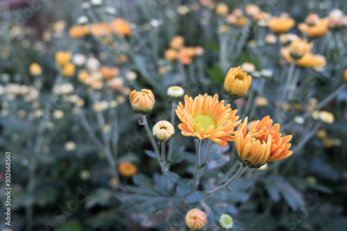 Chrysanthemum indicum is a flowering plant commonly called Indian chrysanthemum. Intentionally shot to not focus