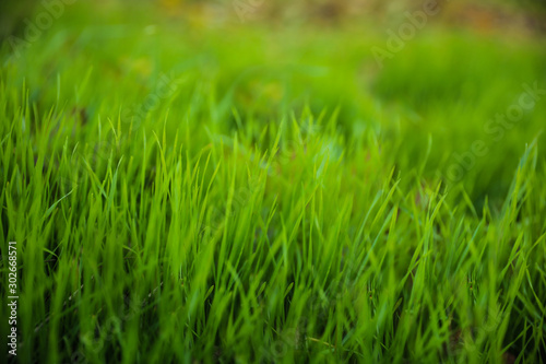 Bright green grass in park. Bokeh effect