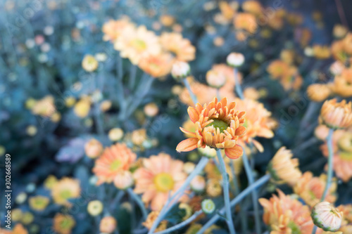 Chrysanthemum indicum is a flowering plant commonly called Indian chrysanthemum. Intentionally shot to not focus