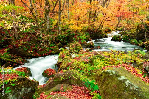 Oirase stream during autumn in Towada, Japan.