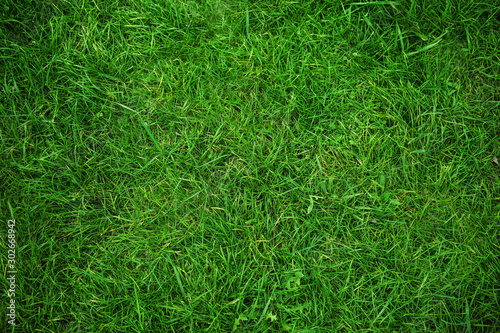 Lush green grass as background, top view