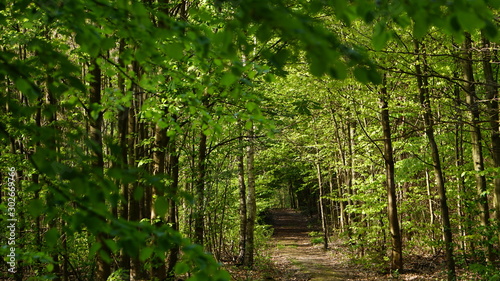Fototapeta Naklejka Na Ścianę i Meble -  przyroda