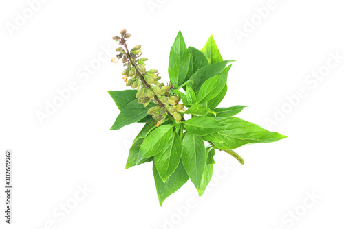 Fresh sweet basil leaf (Ocimum) isolated on white background with clipping path.