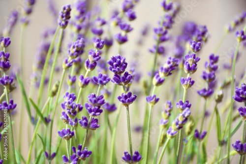 Selective focus on beautiful purple lavender flower