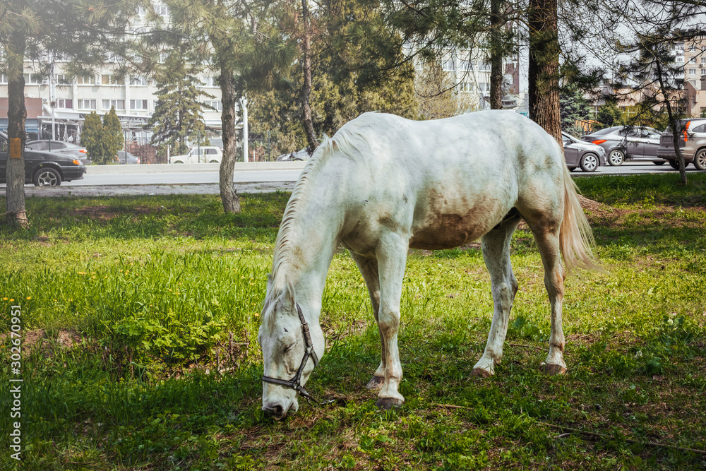 white horse eating grass near the road white horse eating grass near the road
