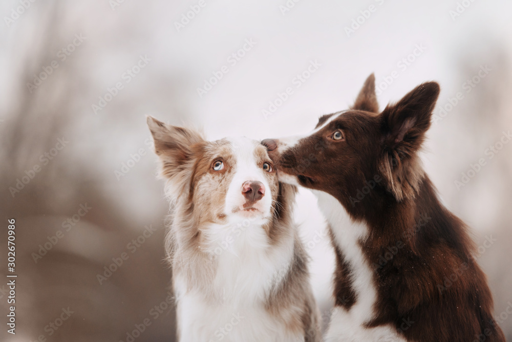 Two cute border collies dogs hugging on a winter walk Two cute border collies dogs hugging on a winter walk