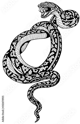 angry snake. Attacking coiled serpent. Black and white tattoo style isolated vector illustration