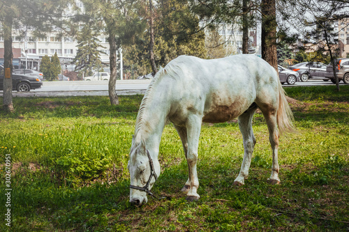 white horse eating grass near the road