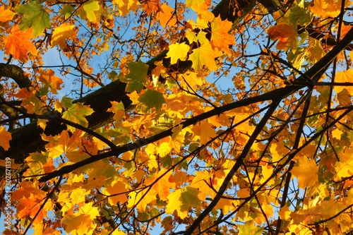 autumn leaves on a tree.
