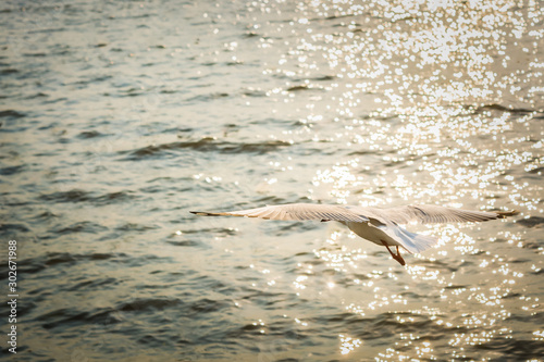 Seagulls in flight on the sea..