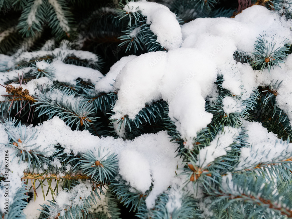 Fresh snow on the branches of blue spruce. Closeup