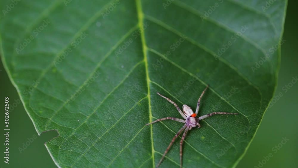 Spider crawling on a green leaf closeup. Macro video of wildlife. Spider crawling on a green leaf closeup. Macro video of wildlife.