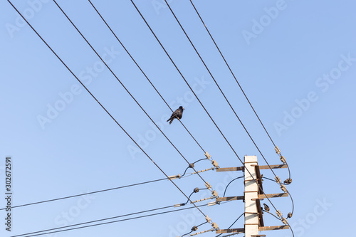 Bird sitting on a power line cable against a cloudy sky.