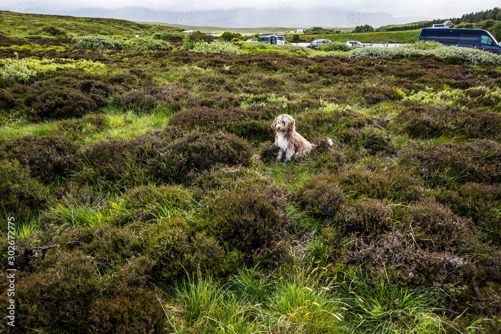 Naklejka premium Scottish dog sitting in field in the wind.