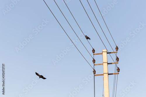 Bird sitting on a power line cable against a cloudy sky.