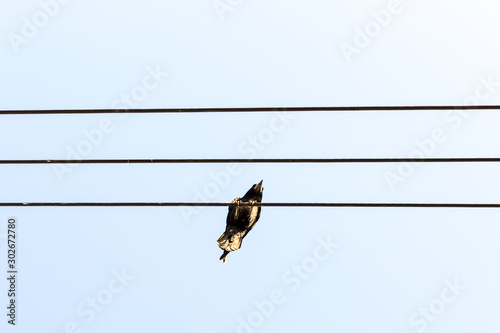 Bird sitting on a power line cable against a cloudy sky.