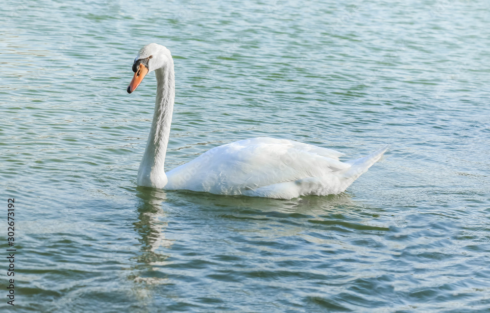 Fototapeta premium Beautiful white swan duck floating in al qudra lake