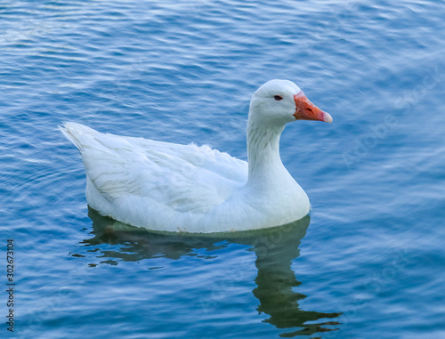 Beautiful swan duck floating in al qudra lake
