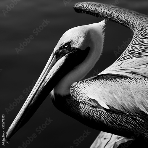 Pelican in Black and White