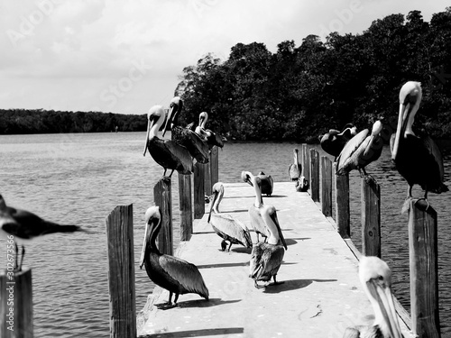 Pelicans in Miami