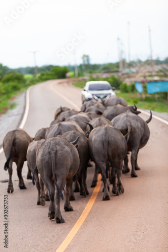 Buffalos walking on country road  Thailand