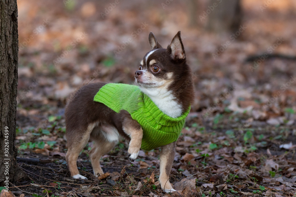 Chihuahua dog on the grass Chihuahua dog on the grass