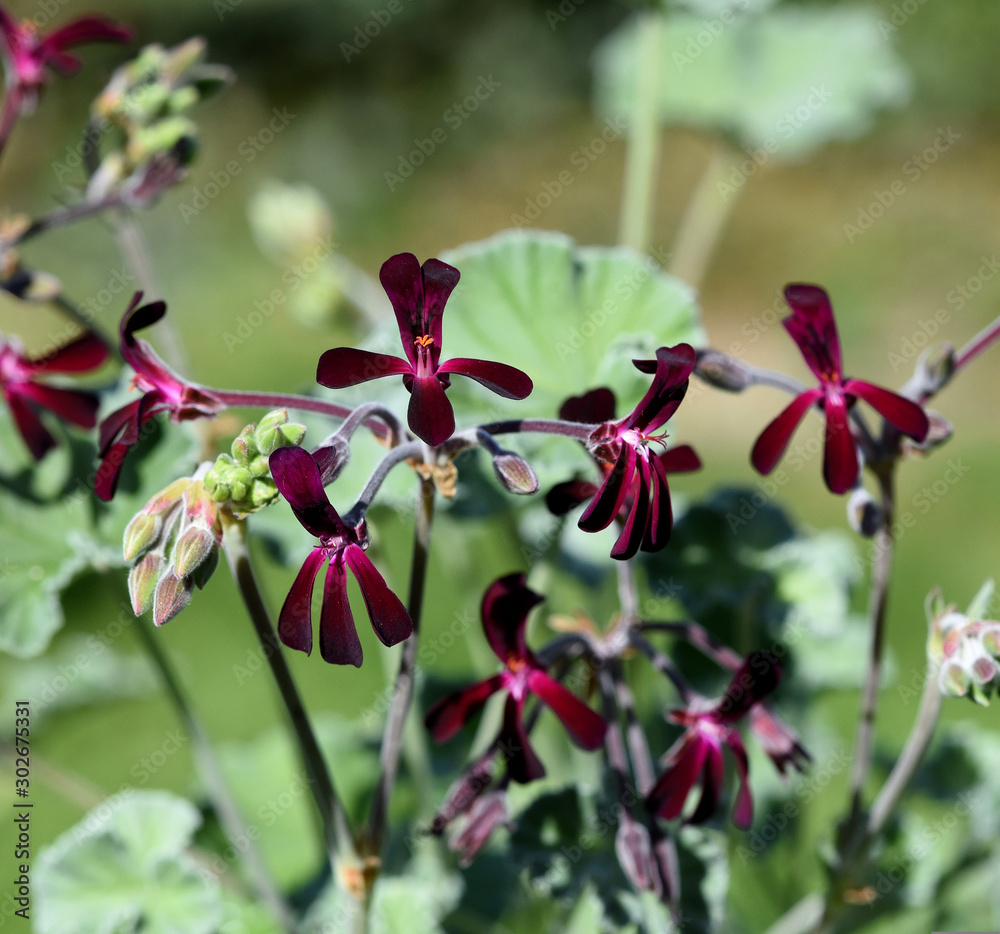 Kapland-Pelargonie, Umckaloabo, Pelargonium, sidoides Kapland-Pelargonie, Umckaloabo, Pelargonium, sidoides
