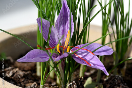 Safran, Crocus sativus, Heilpflanze photo