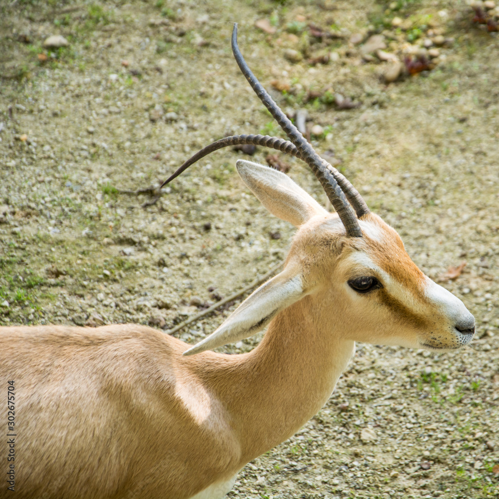 The rhim gazelle or rhim (Gazella leptoceros) The rhim gazelle or rhim (Gazella leptoceros)