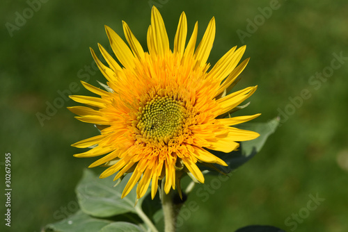 Sonnenblume, Helianthus, annuus photo