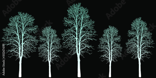 Five trees of different sizes. Trees without leaves. Leafless tree trunks with branches without leaves. Large plants for decoration. Many branches without leaves.