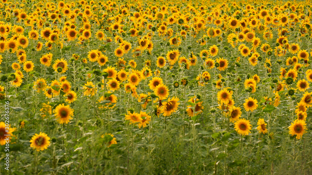 Field with sunflowers. Sunflower close up. Advertising sunflower seeds and oil. Field with sunflowers. Sunflower close up. Advertising sunflower seeds and oil.