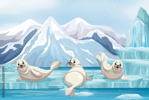 Scene with white seals on ice