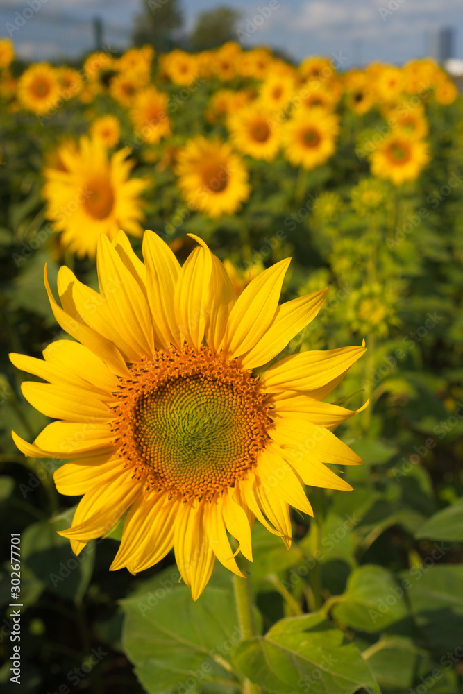 sunflowers on a sunny day. A field of sunflowers. Russian landscapes