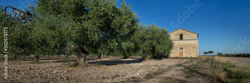 Foggia. Apulia Italy. Olive yard with barn. Olive trees.