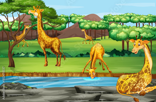 Scene with giraffes at the open zoo
