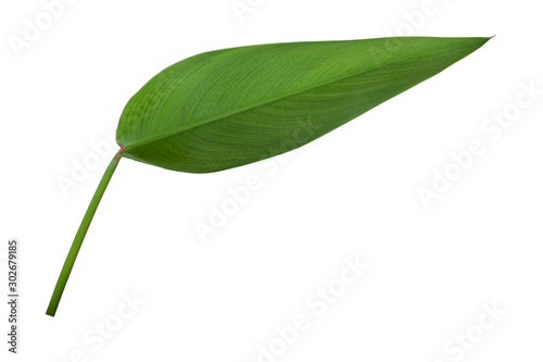 tropical green leaves on white background