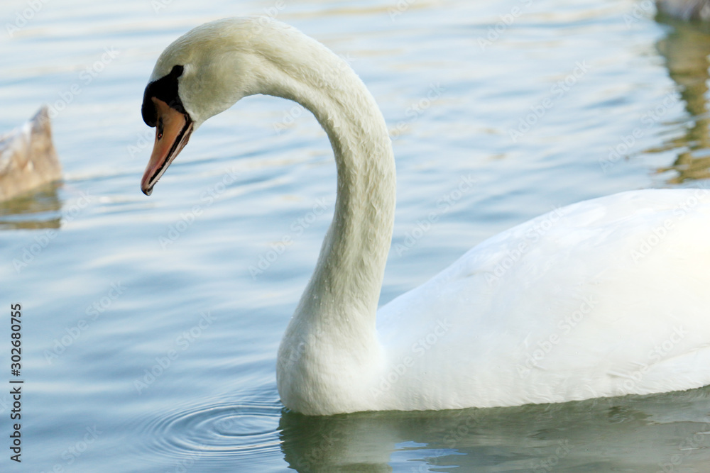 Beautiful white swan duck floating in al qudra lake Beautiful white swan duck floating in al qudra lake