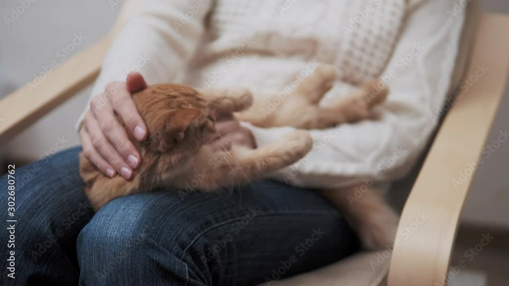 Cute ginger cat is lying on womans knees. Woman is stroking her sleepy fluffy pet. Cute ginger cat is lying on womans knees. Woman is stroking her sleepy fluffy pet.