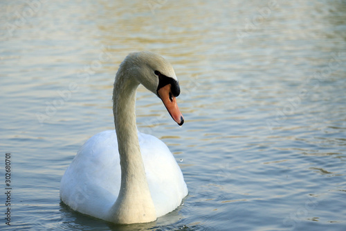 Beautiful white swan duck floating in al qudra lake