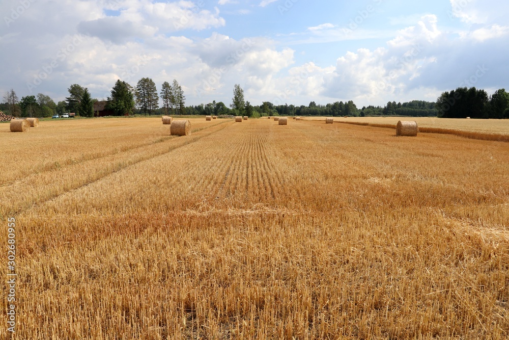 Wheat field after harvest. Autumn background. Silage