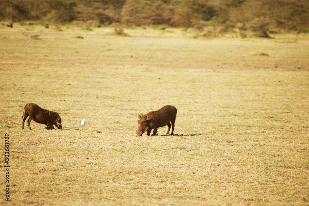 Fototapeta premium AFRICA