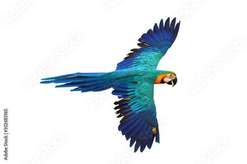 Blue and gold macaw parrot isolated on white
