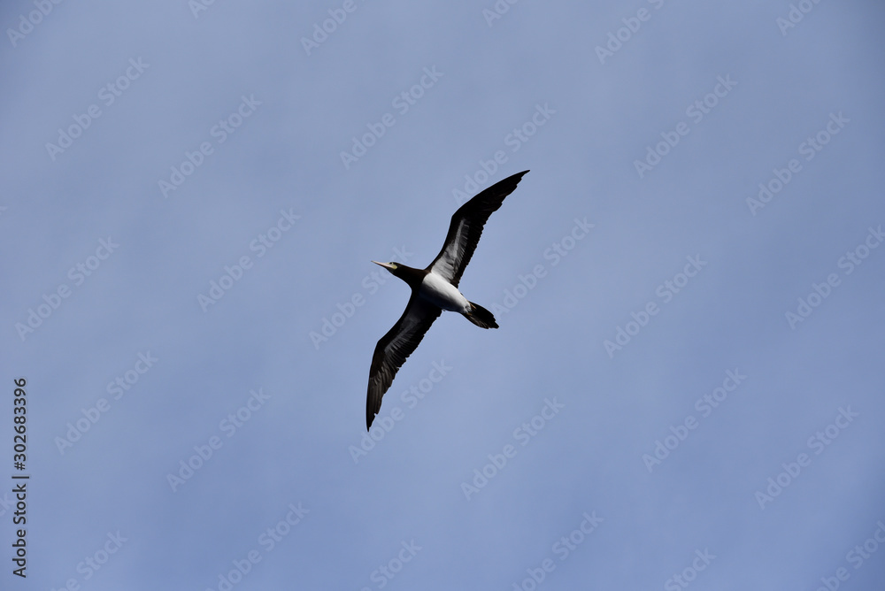 Blue sky, on the sunny day, with flying seabird Brown Booby. Blue sky, on the sunny day, with flying seabird Brown Booby.