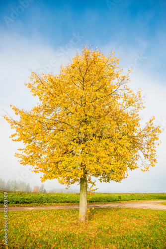 lime tree with golden leaves in autumn