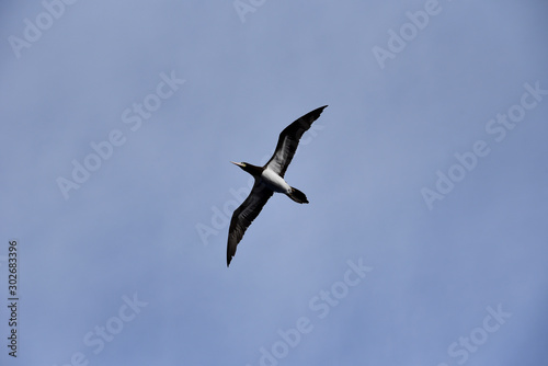Blue sky  on the sunny day  with flying seabird Brown Booby. 