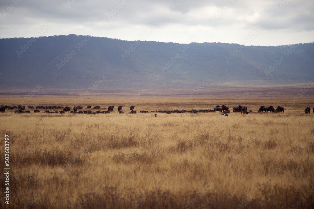 Ngorongoro y Tarangire Ngorongoro y Tarangire