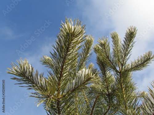 Pine branches against a clear blue sky. Close-up. Sunny winter day in the coniferous forest landscape. © Наталья Босяк