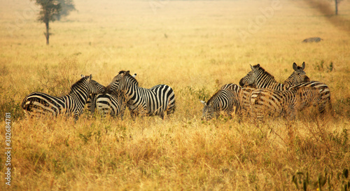 Serengueti © lucia